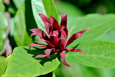 Calycanthus floridus - sazaník květnatý - květ a list - detail